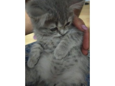 Yavrularımıza yuva arıyoruz scottish fold