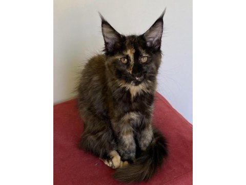 Üst düzey kalitede 3 maine coon yavru