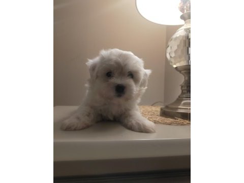 Ev doğumu sıfır numara maltese terrier yavrular