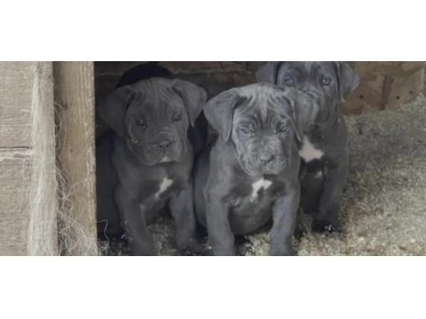 Cane corso köpekleri