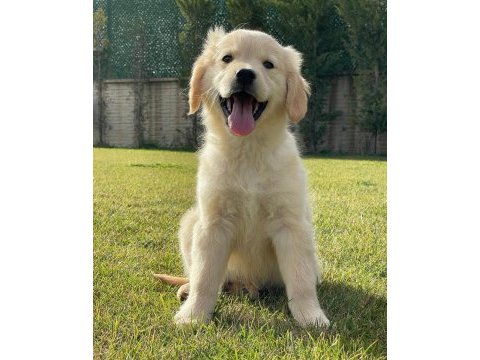 Baby face golden retriever yavruları