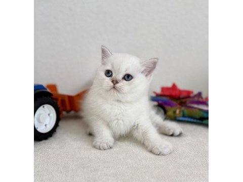 British shorthair bebek kediler