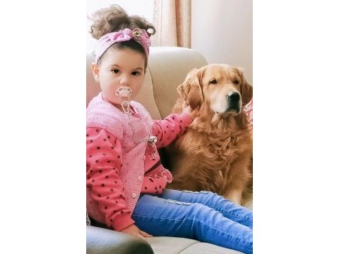Zeka küpü çok akıllı golden retriever
