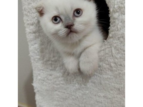Kaliteli yavru british shorthair