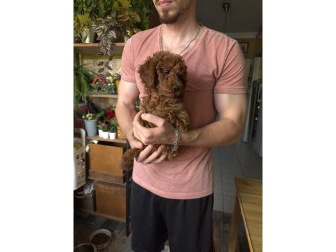 Oyuncu akıllı ve yaramaz poodle