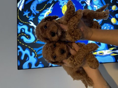 Muhteşem toy poodle yavrular