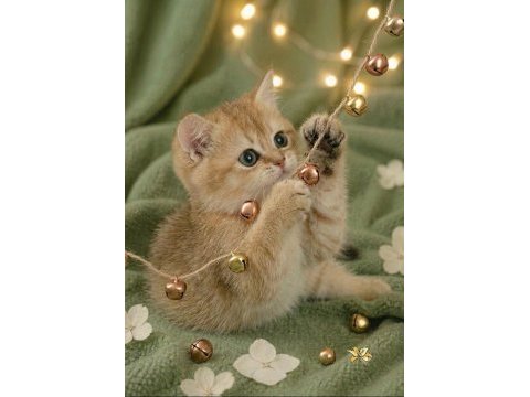 Golden british shorthair