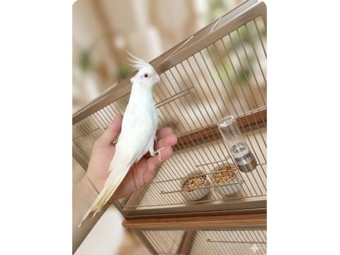 Albino cf cremiyo taşıyıcı yavru sultan