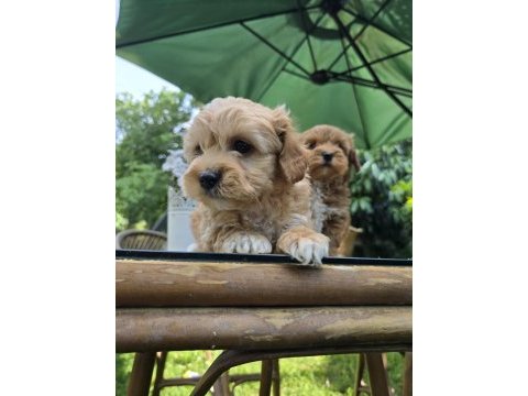 Küt burun turuncu renk maltipoo yavrular