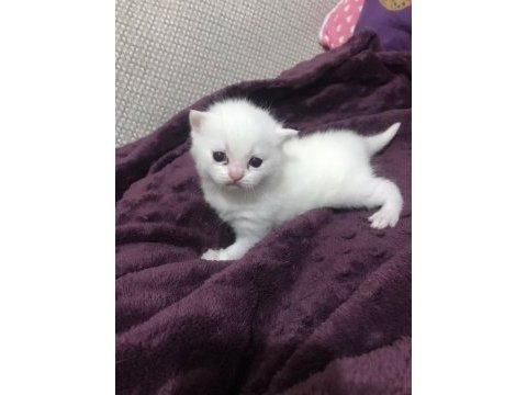 British shorthair 50 günlük