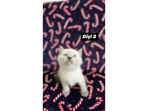 8 tane biblo scottish fold yavrularımız