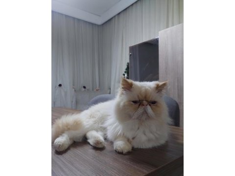 Persian yavru dişi 1 aylık