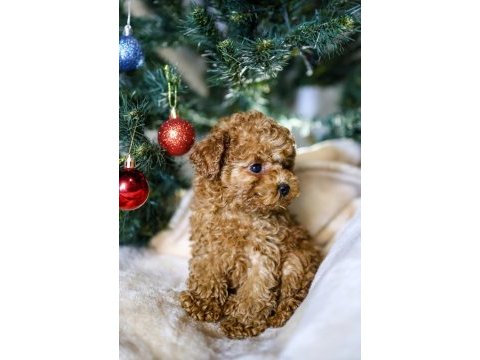 Yeni yıla yeni bir toy poodle dostla başlangıç yapın