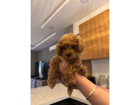 4 aylık dişi poodle