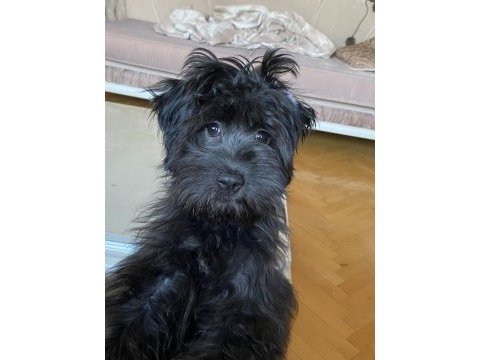 5 aylık siyah toy poodle