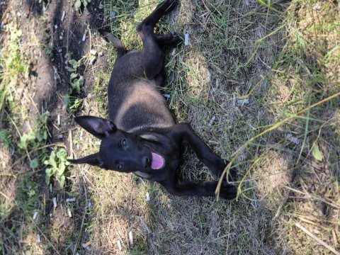 Malinois 75 günlük dişi