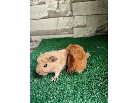 Guinea pig yavruları istanbul fatih büyümeyen yavru