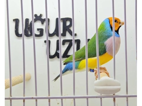 Türkiye şampiyonundan gouldian finch
