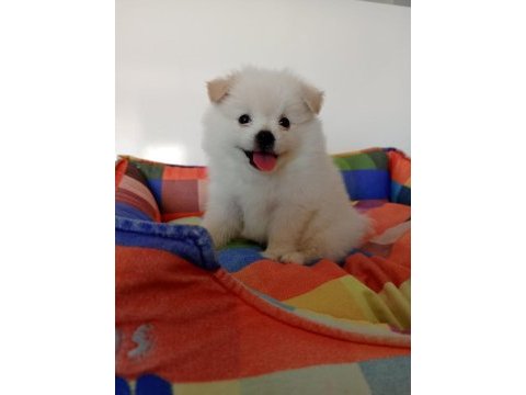 40 günlük pomeranian