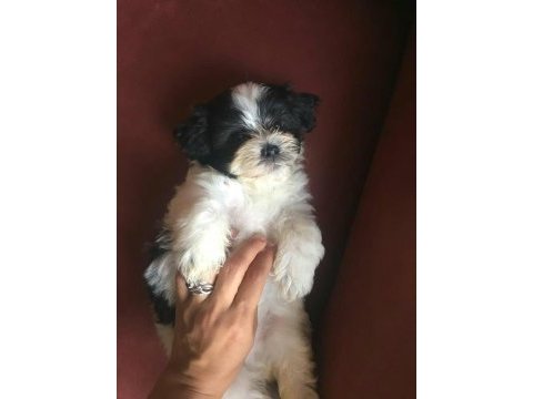 Panda morkie ler yeni ailelerini bekliyor