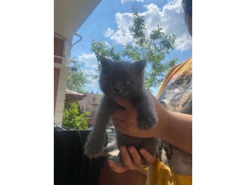 British shorthair 1 dişi ve 1 erkek