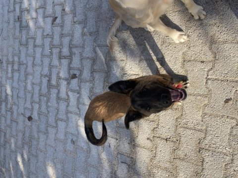Her şeyi tam belçika malinois