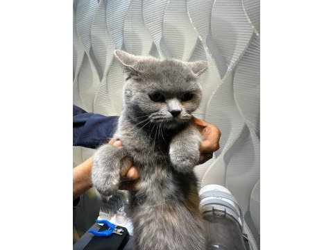 British shorthair kedisi
