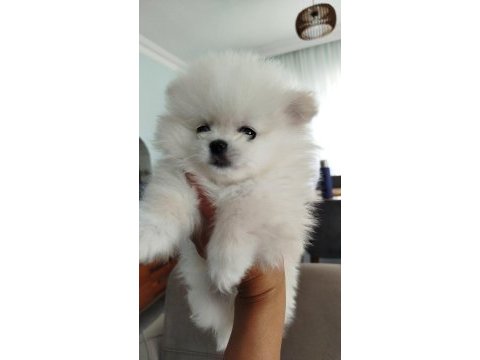 Orijinal pomeranian boo yavruları