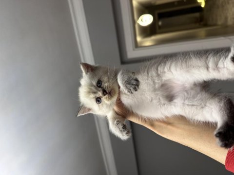 British shorthair silver point yavrum