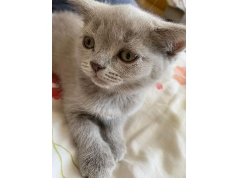 Gri british shorthair