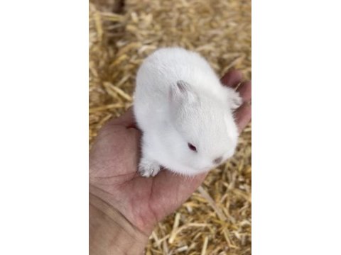 Cüce tavşanımız