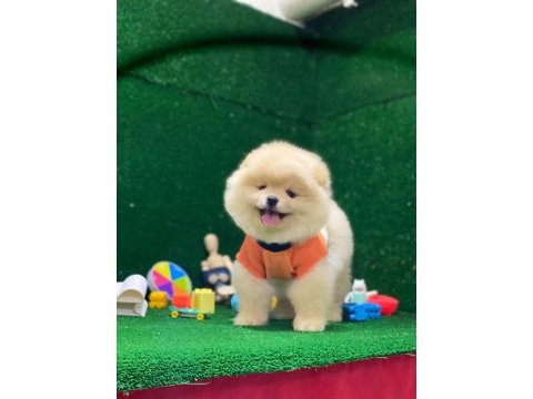 Pomeranian boo yavrularımız