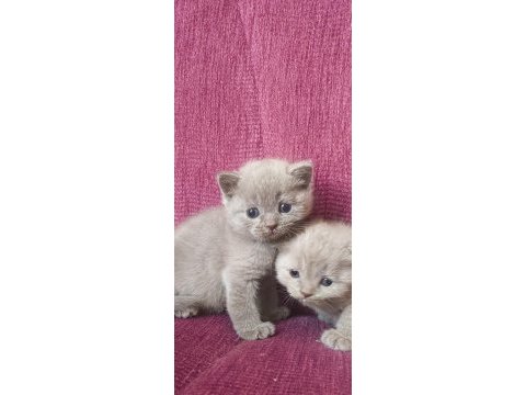 Lila krem rengi 30 günlük yavru kediler