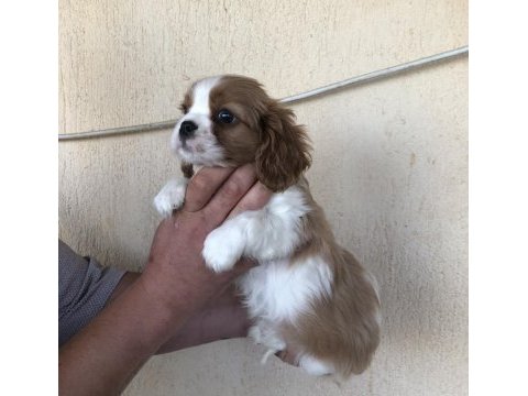 Kg garantili cavalier king charles bebek