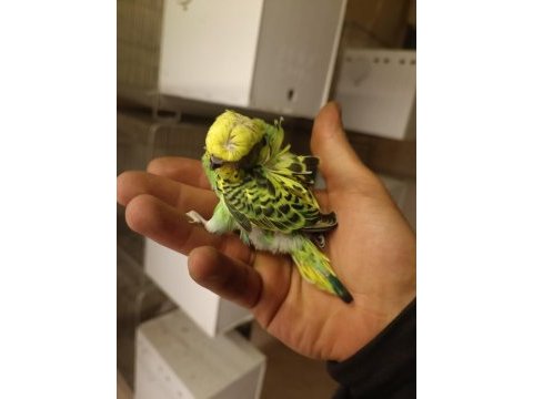 Yavru muhabbet kuşlar