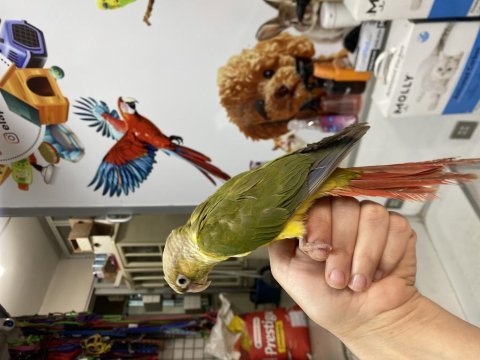 Erkek konur papağanımız 