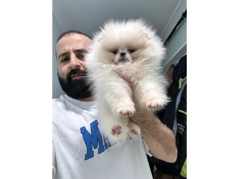 Ayı surat şecereli pomeranian yavrular