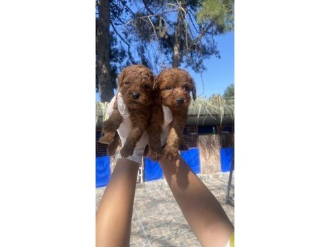 Kore poodle