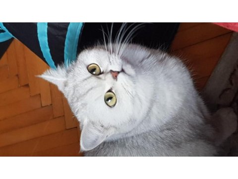 Lokum hanım mınnoş kedimiz acıl sahiplendirilecek
