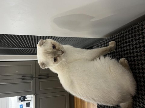 2 yaş kısır scottish fold ücretsiz