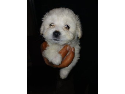 Maltipoo ve maltese erkek dişi bebekler