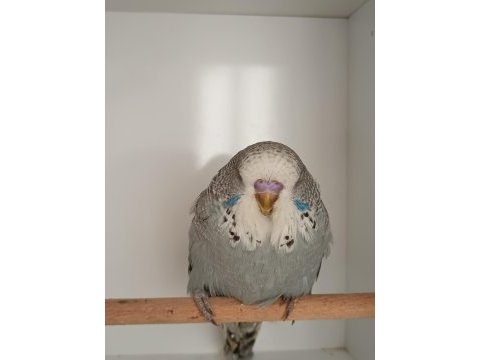 Show jumbo muhabbet kuşu yavrular