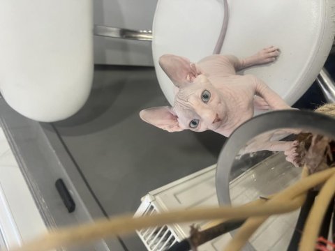 Saf kan kanada sfenksi
