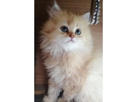 Golden british longhair bebekler
