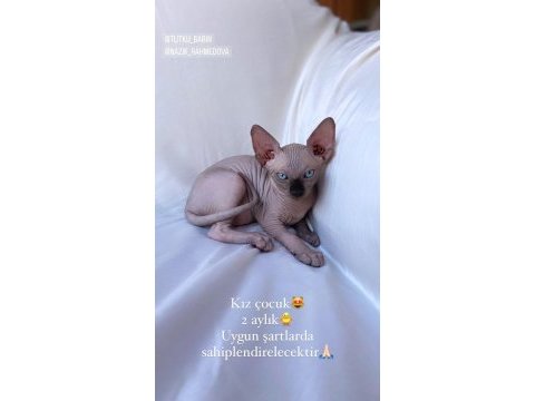 Safkan sphynx (sfenks) 2 aylık, 1 erkek 2 dişi