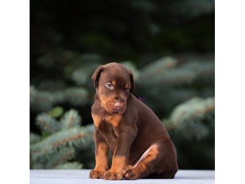 2 aylık safkan asil doberman yavrularım
