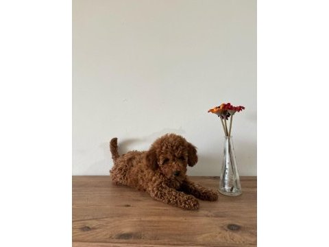 Uyguna aileden ufak boyutlu toy poodle