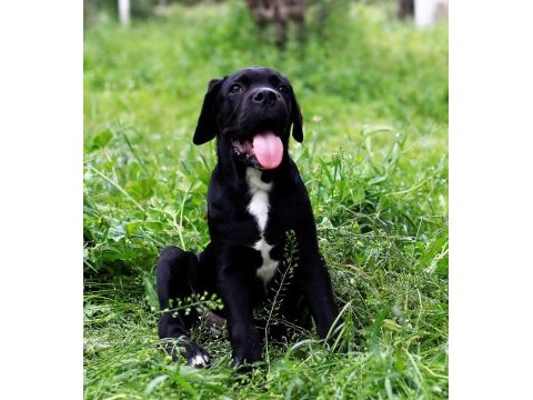 Şecere belgeli ırk ve sağlık garantili cane corso yavrular