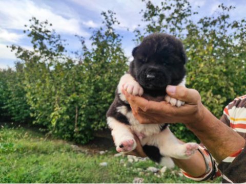 Amerikan akita yavrularımız yeni sahibini arıyor