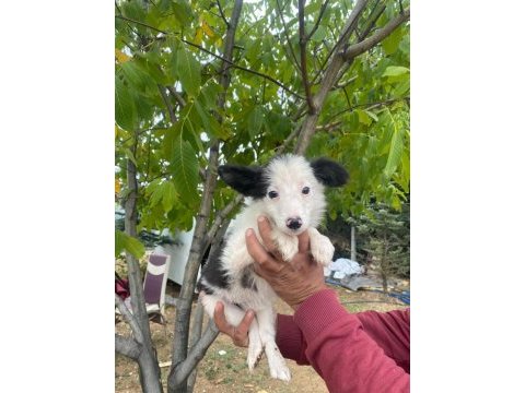 Petmode köpek çiftliğinden border collie yavrular